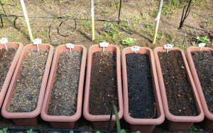 種と土の入ったプランターが縦に並べられています。土色が異なるのは訓練生各々が独自に配合したためです。