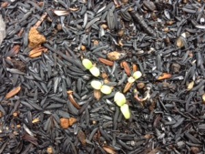 サニーレタスの芽の画像です。芽がでました！