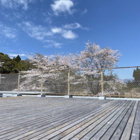 学校の屋上から見える桜の花